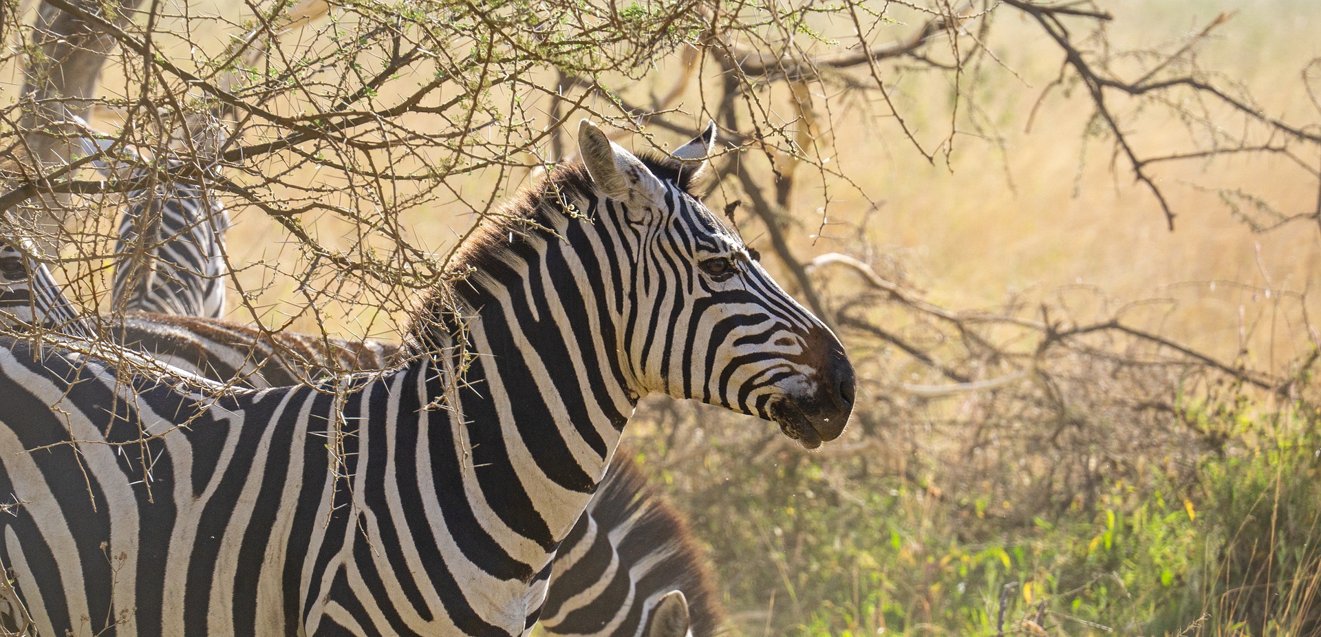 Luxury Gorilla Safari