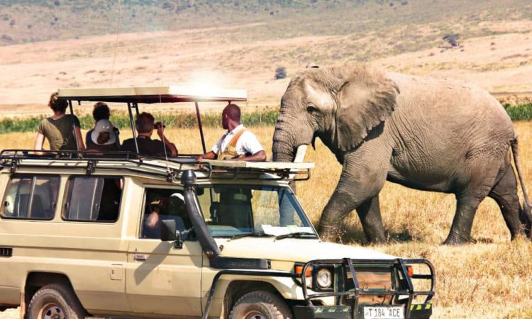 Tanzania Safaris