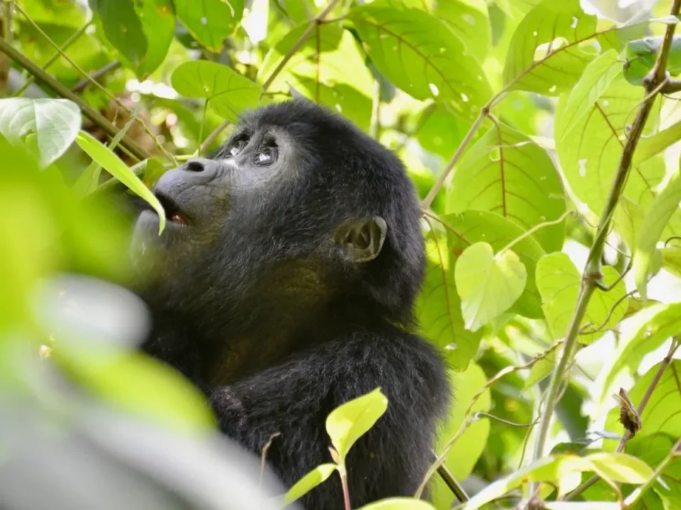 combining-gorilla-trekking-and-chimpanzee-tracking-in-one-uganda-trip