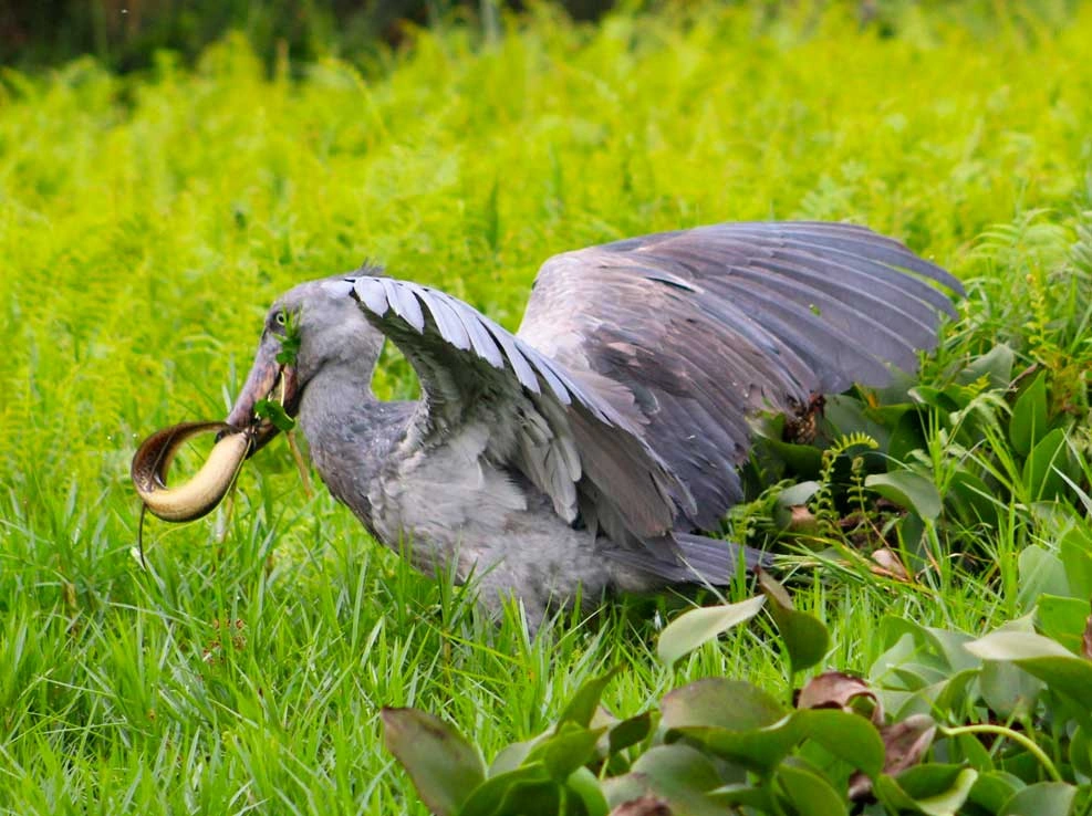 Savannah Birding Safari