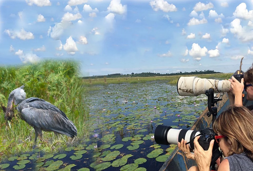 Shoebill Birding Tour
