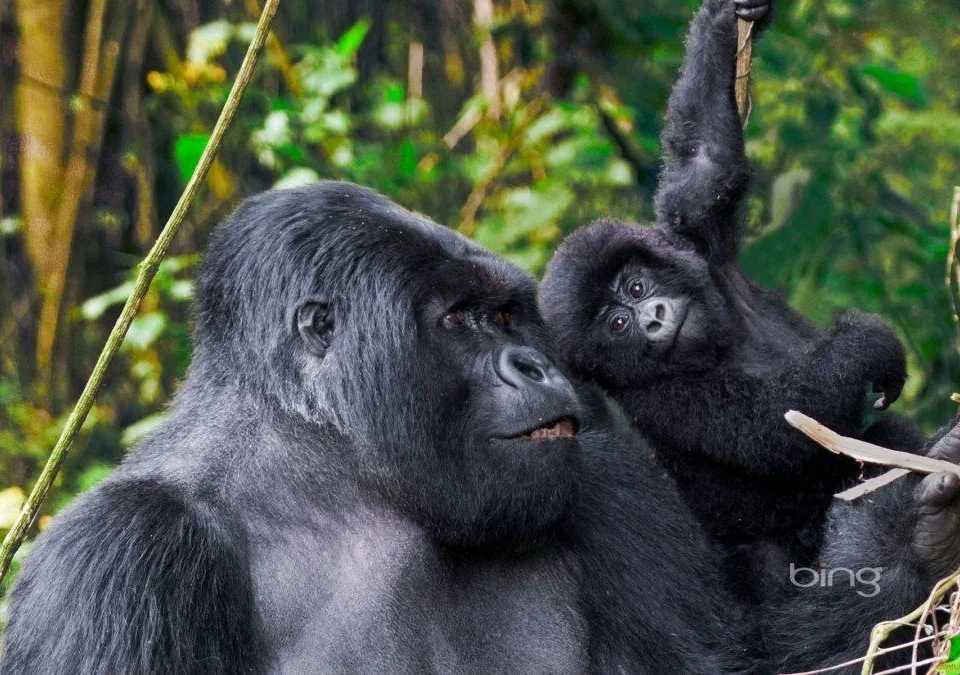combining-birding-safari-with-gorilla-trekking-in-uganda