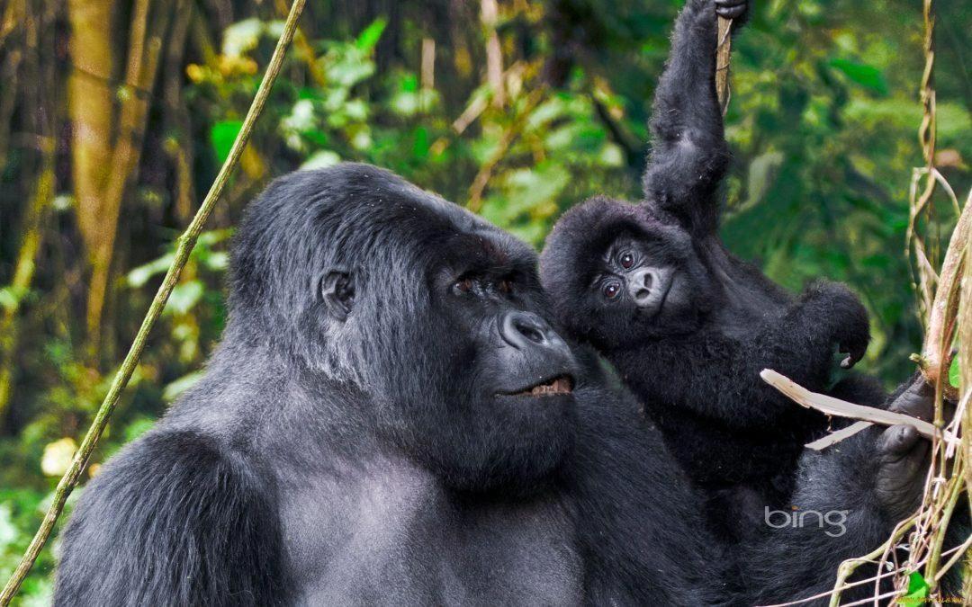 combining-birding-safari-with-gorilla-trekking-in-uganda
